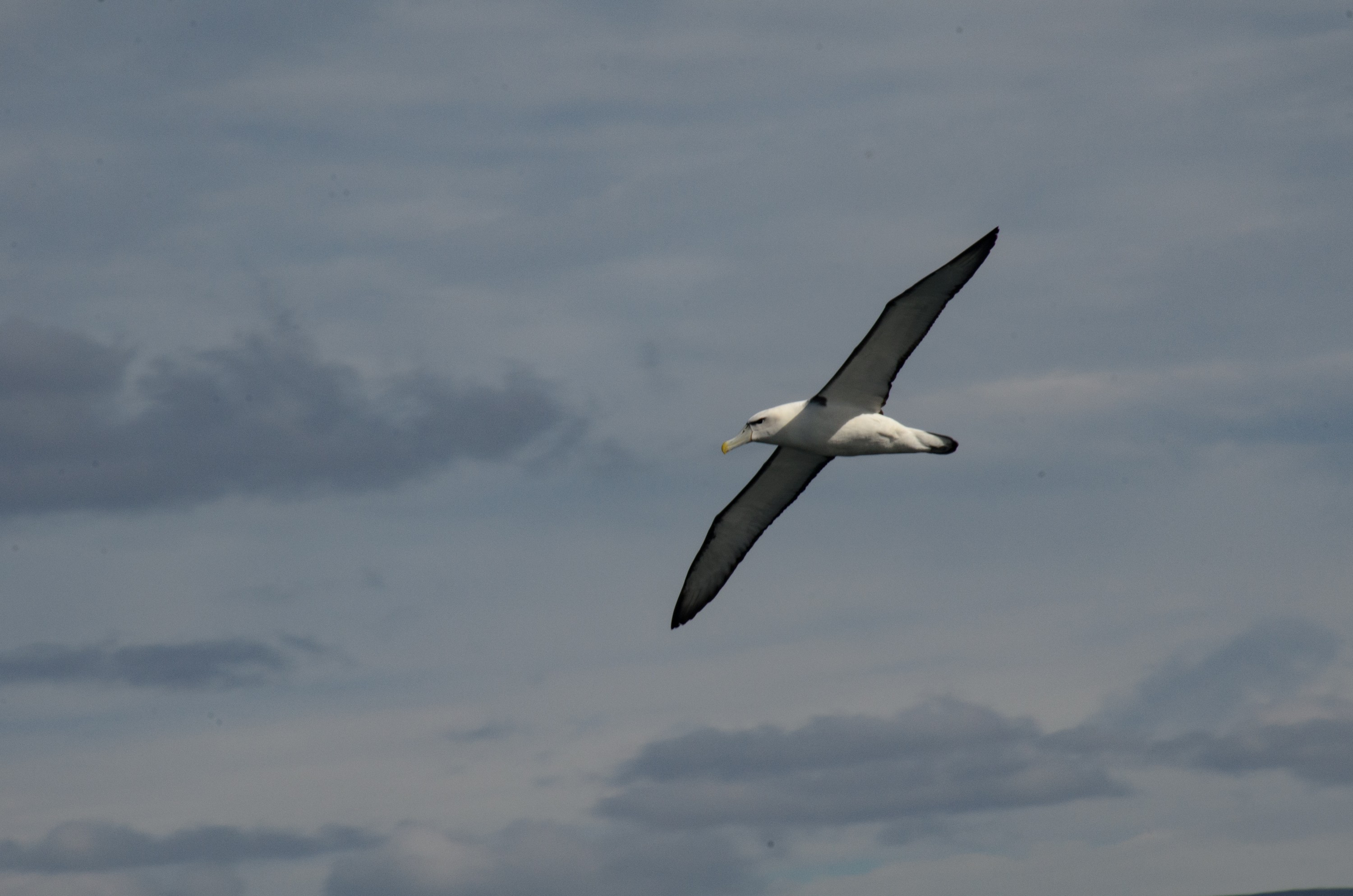 DSC_2561 – Adventure, Crispin, Island, March 2017, National Park, New, New Zealand, Rakiura, South, Stewart, Ulva, Zealand, mollymawk